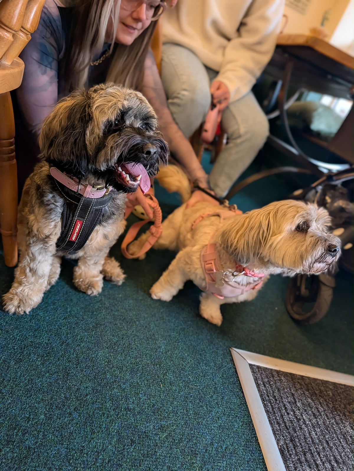 Sunday Paws - Sun 15th November 10.30 - 1.30pm. Bring your human too. 🐾🐶
