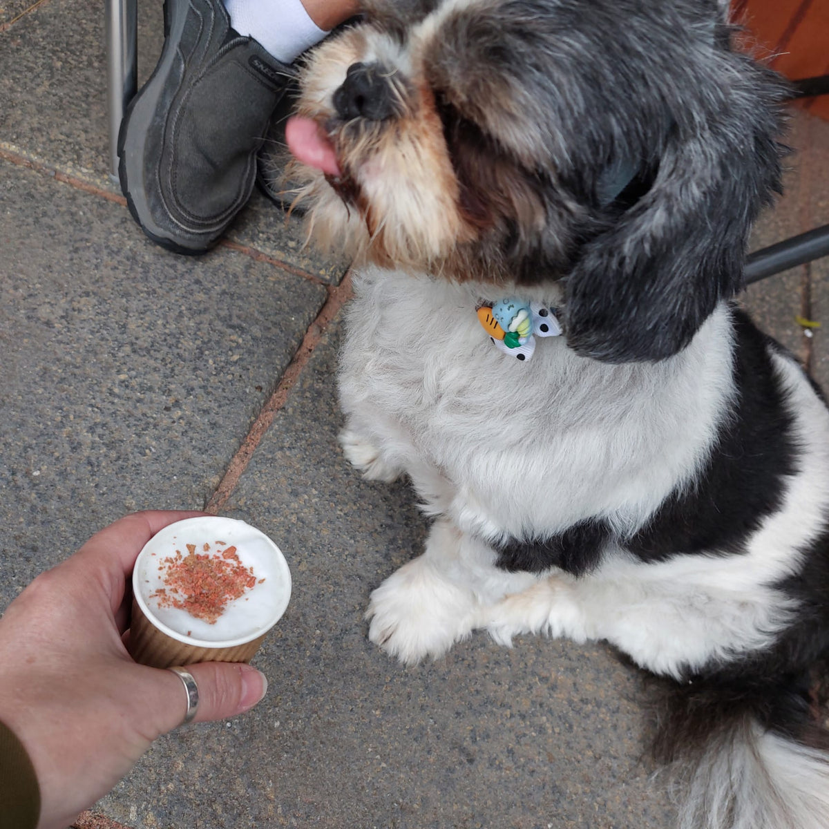 Sunday Paws - Sun 15th November 10.30 - 1.30pm. Bring your human too. 🐾🐶